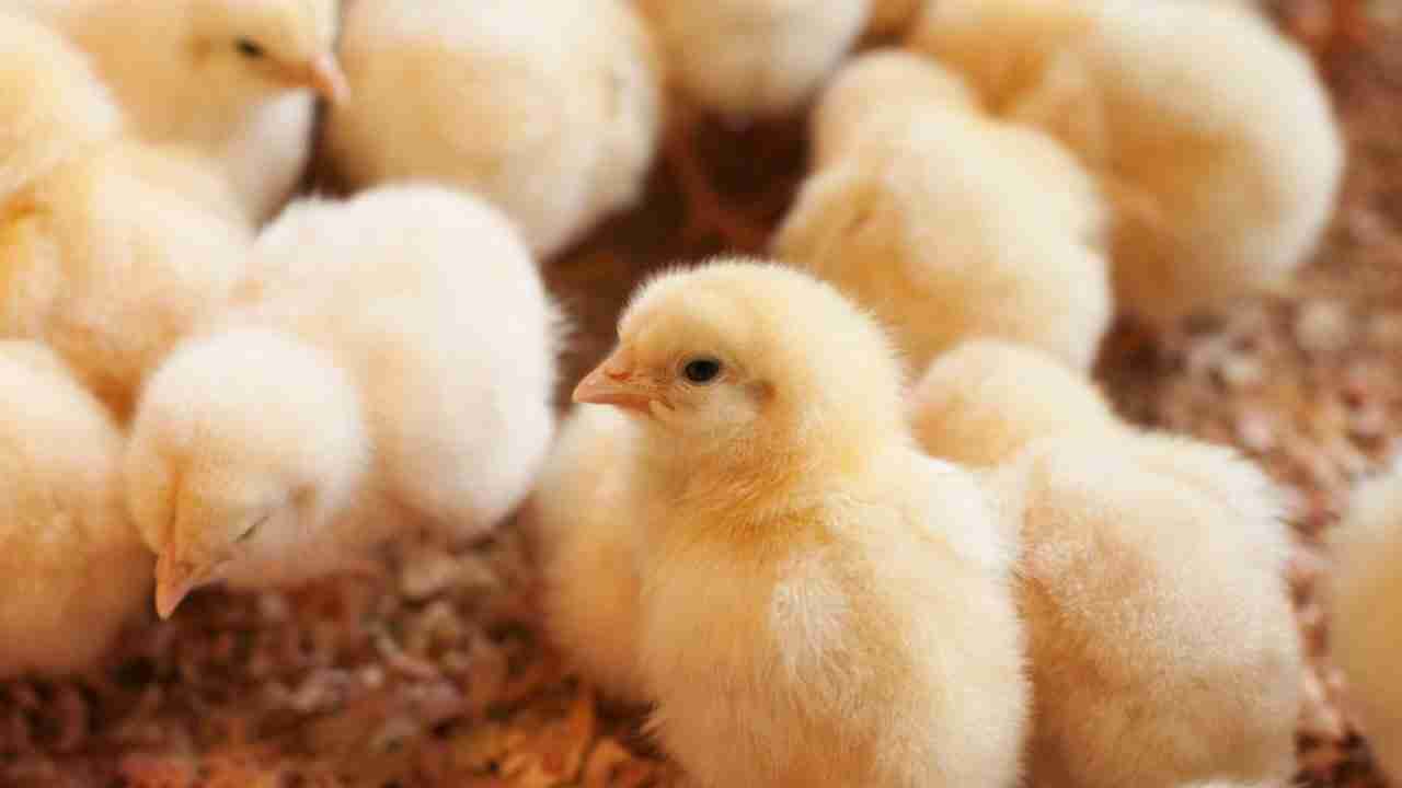 Thousands of chicks arrive dead to farmers amid USPS turmoil