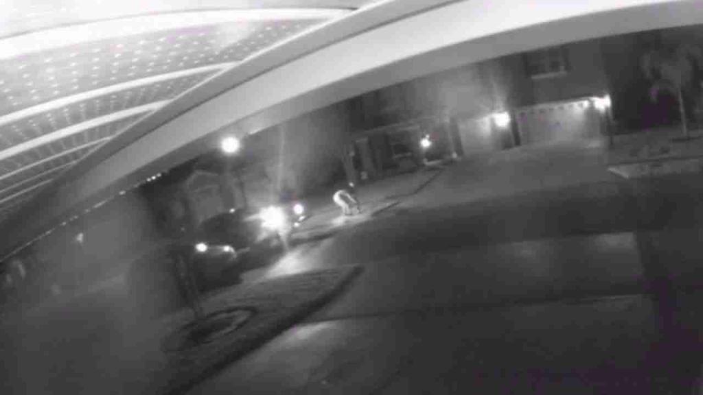 Video shows people using truck to yank mailbox from ground in Florida neighborhood