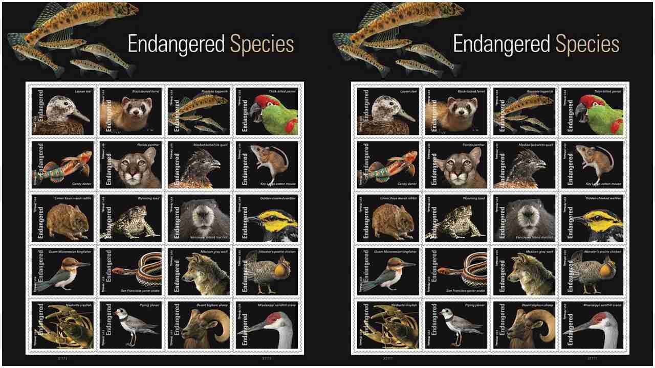 Postal Service Spotlights Endangered Species With New Stamps