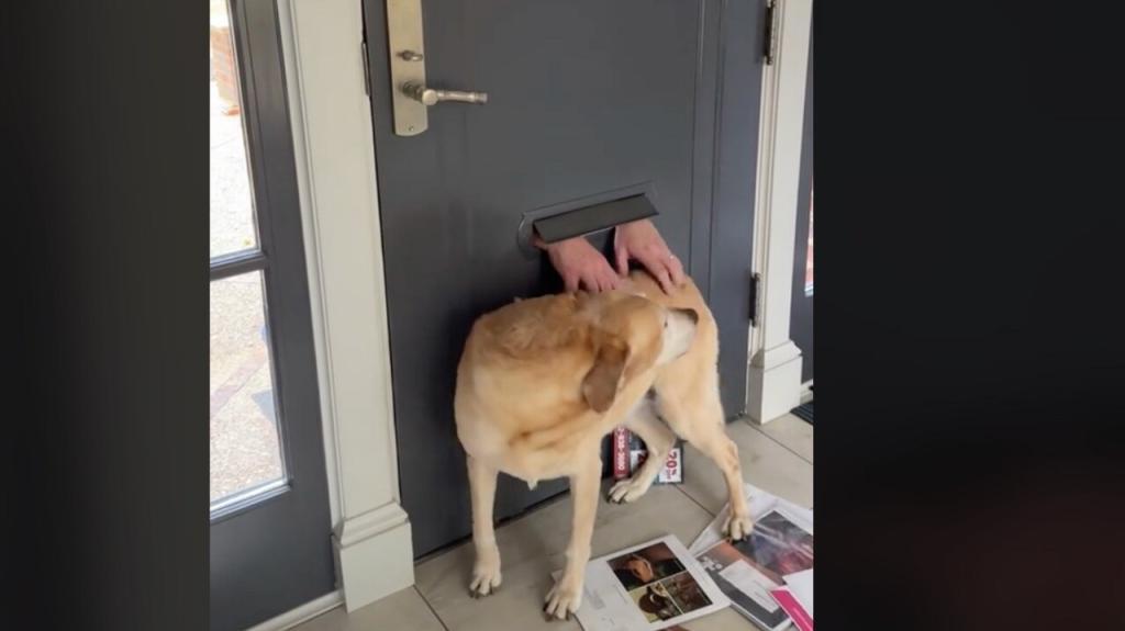 Mailman's Daily Greeting for Labrador Retriever Is So Incredibly Sweet