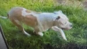 Dog owner jailed after attack that hospitalized Kan. postal worker