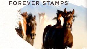 Exploring the horse-human bond - A new video celebrates the animals’ beauty, grace and strength