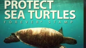 USPS video explores reasons behind new Protect Sea Turtles stamps