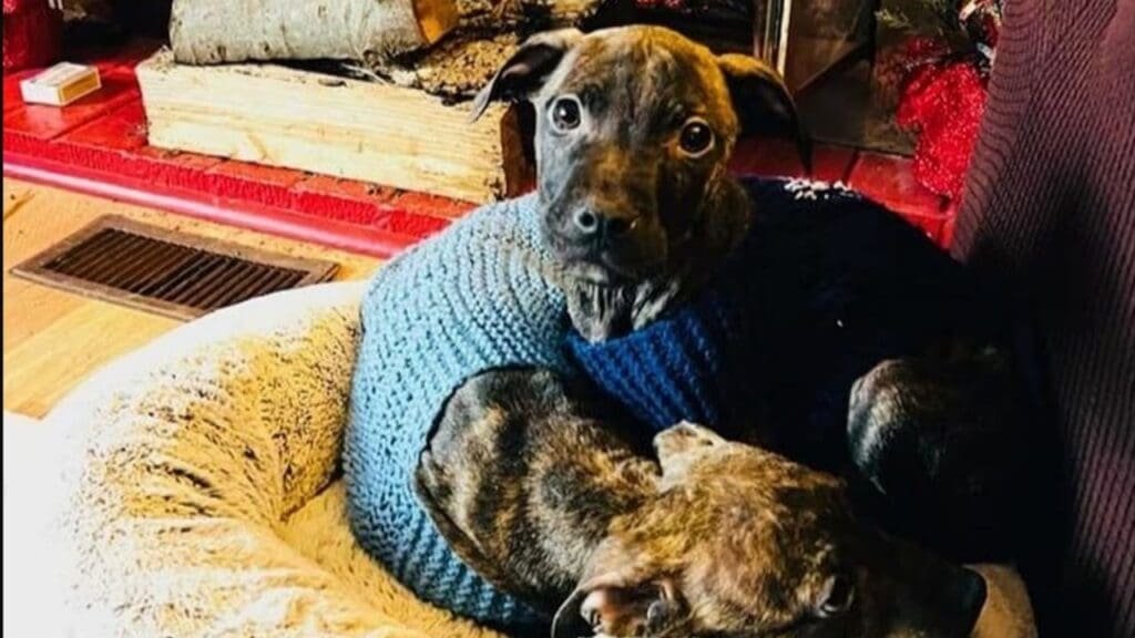 Puppies found abandoned inside blue post office box in Michigan