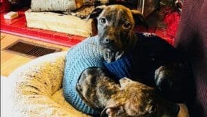 Puppies found abandoned inside blue post office box in Michigan