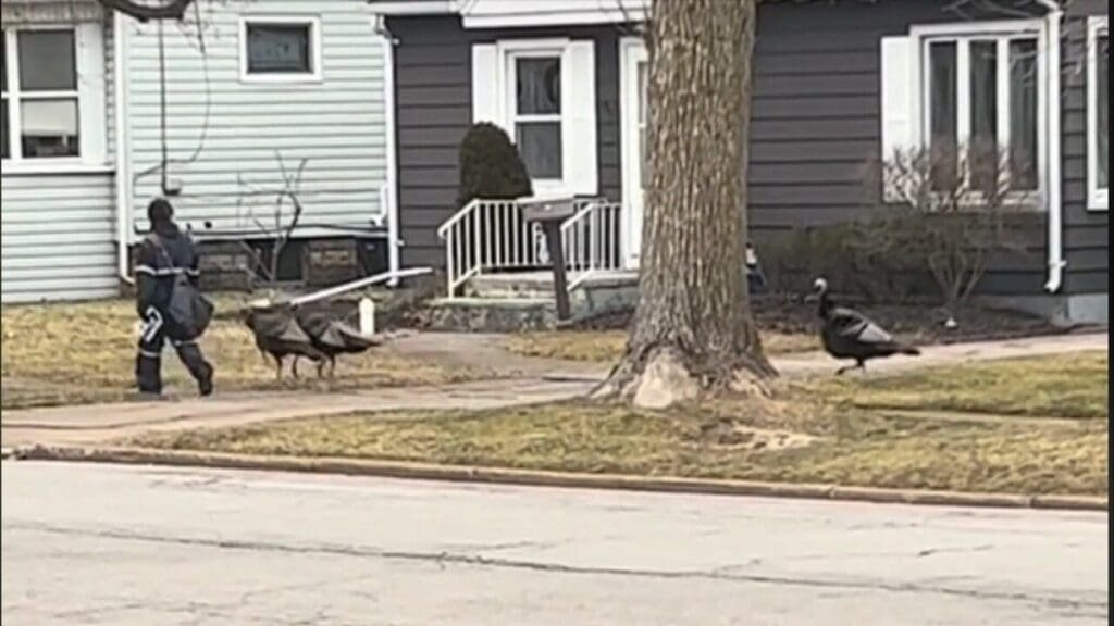 Mail Carrier Being ‘Escorted’ by Turkeys on Route