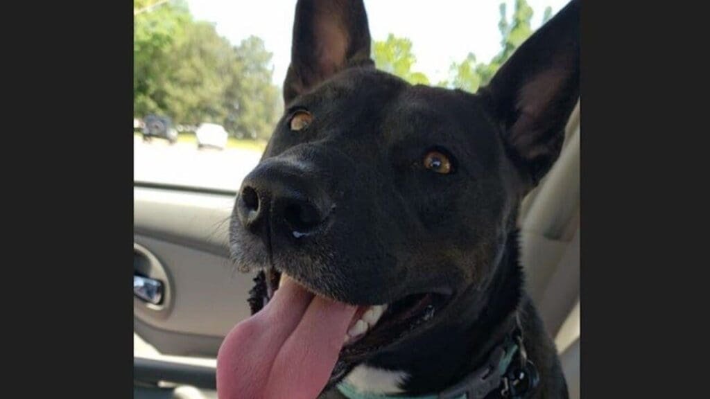 Mail carrier annoyed by barking is suspect in killing of family's dog near Mankato, MN