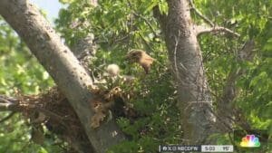 Keller neighborhood facing terror from above as red-shouldered hawk attacks people
