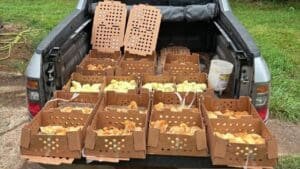 This farmer has a dead chicken problem. He blames a Virginia post office