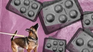 Drug-Sniffing Police Dogs Are Intercepting Abortion Pills in the Mail