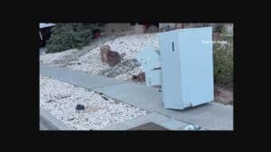 Albuquerque neighborhood left without mailboxes for nine months