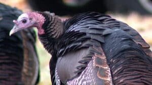 Wild turkey aggression prompts USPS letter to northeast Minneapolis residents