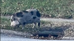 This little piggy went to ... Beech Grove? Pot-bellied pig chases postal worker