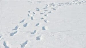 In the Middle of a Snowstorm, the Mailman Still Delivered Our Mail