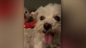 Sacramento woman blaming mail carrier for her dog's death