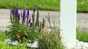 Woman says she's stung by lack of mail delivery after planting flowers near her mailbox