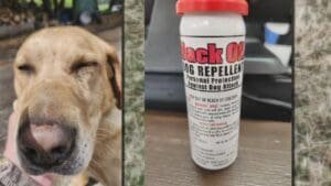 Dog pepper sprayed by mail carrier, owner demanding action