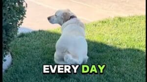Labrador Retriever's Reaction to Seeing Mail Lady Every Day Is the Cutest Thing You'll See Today