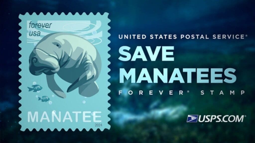 Diving deep with manatees - A video explores the threats facing the gentle marine mammal