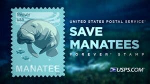 Diving deep with manatees - A video explores the threats facing the gentle marine mammal