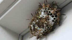 Hyde Park postal carrier refuses to deliver mail because of wasps