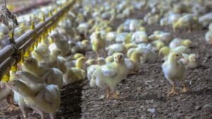 Let's stop shipping baby chickens in the mail