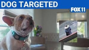 Mail carrier accused of spraying letters with pepper spray, giving them to dog