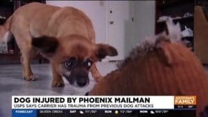 Phoenix man says mailman injured his dog; USPS says incident is under review