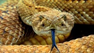 Man gets live rattlesnake in the mail at Mojave Desert post office