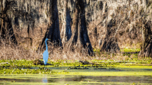 USPS OIG - Network Changes: Local Transportation Optimization in the New Orleans Region
