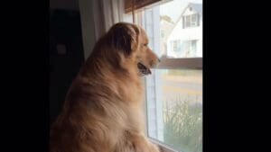 Golden Retriever Unsuccessfully Tries to Get Postal Worker's Attention and It's Adorable