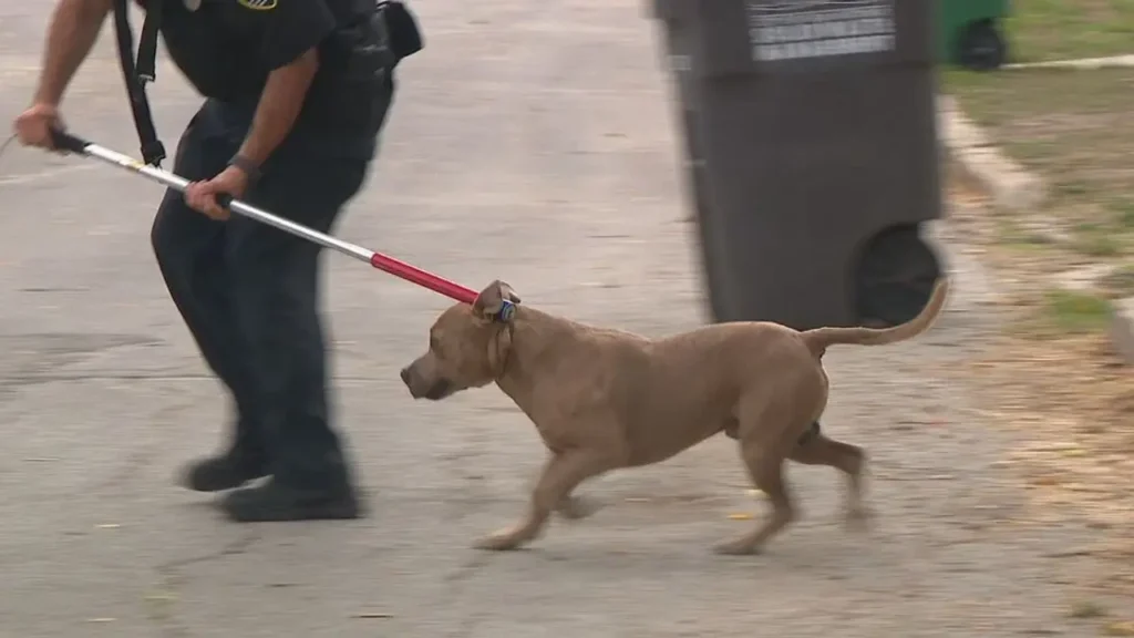 Mail carrier recovering after pit bull attack; judge orders animal euthanized