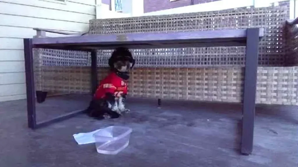 Postal worker puts NFL rivalry aside to save dog wearing Mahomes jersey