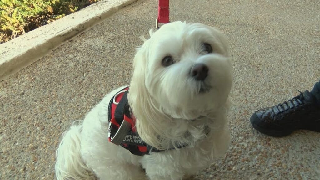 Service dog denied entry into Hilton Head post office, USPS responds