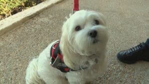 Service dog denied entry into Hilton Head post office, USPS responds