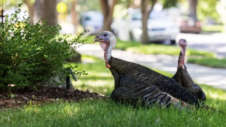 Wild turkeys chase down postal worker and attack residents
