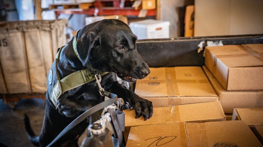 Postal service enlists unlikely helpers to battle harmful threats hiding in mail: 'Little mental database'