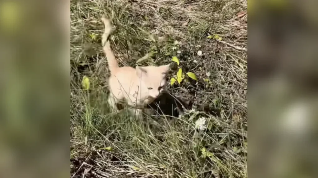 Mailman Rescues A Kitten On His Route Then Takes Him Along On All Deliveries