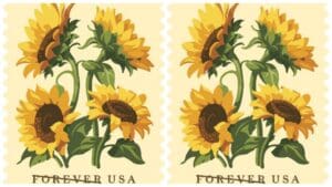 Postal Service celebrates sunflowers with new stamp