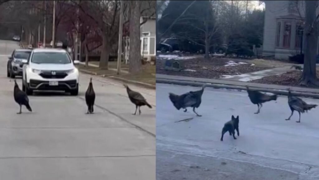 Tosa residents say postal workers won't deliver mail on their street due to turkey takeover