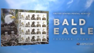 Watch a video about bald eagles