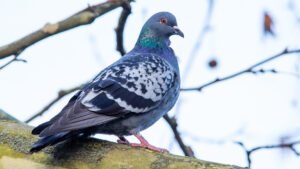 Pigeons were once the only reliable way this location sent mail