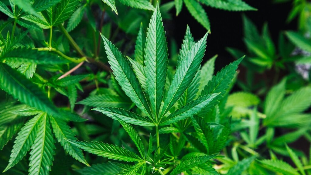 Marijuana by mail: Georgia cannabis regulators planning to approve delivery