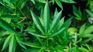 Marijuana by mail: Georgia cannabis regulators planning to approve delivery