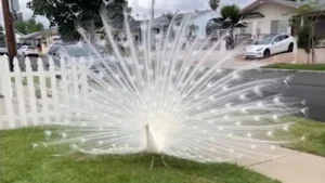 Pasadena neighbors outraged after mailman seen on video attacking peacock